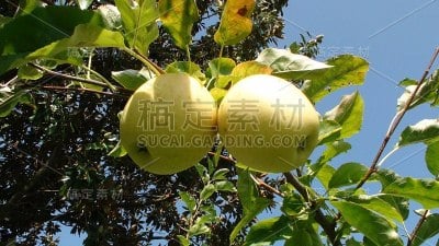 葡萄牙波尔图的苹果园景色。欧洲南部伊比利亚半岛