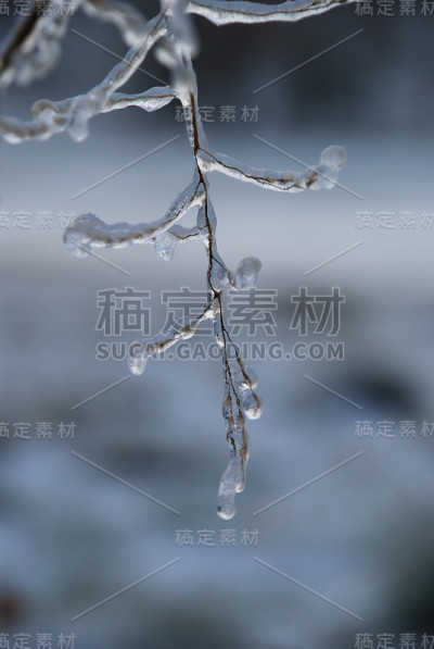 覆盖着冰的细树枝