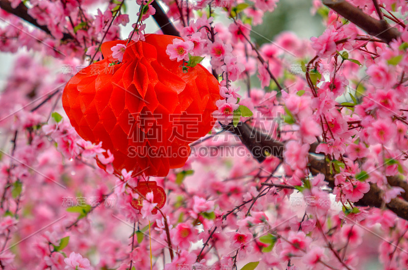 近距离观看塑料粉红色樱花与中国红灯笼和柔软的背景