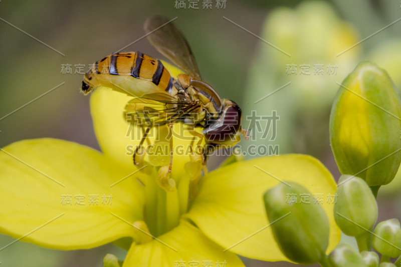 黄色报春花上的一种小斑纹虫