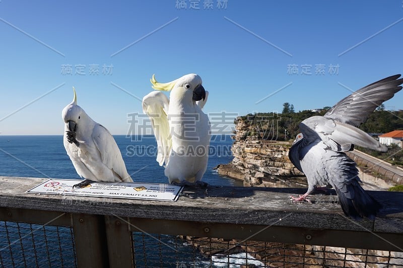 凤头鹦鹉和鸽子吵架