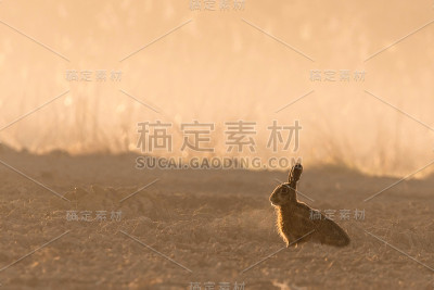 野兔在早晨的背光与雾的田野