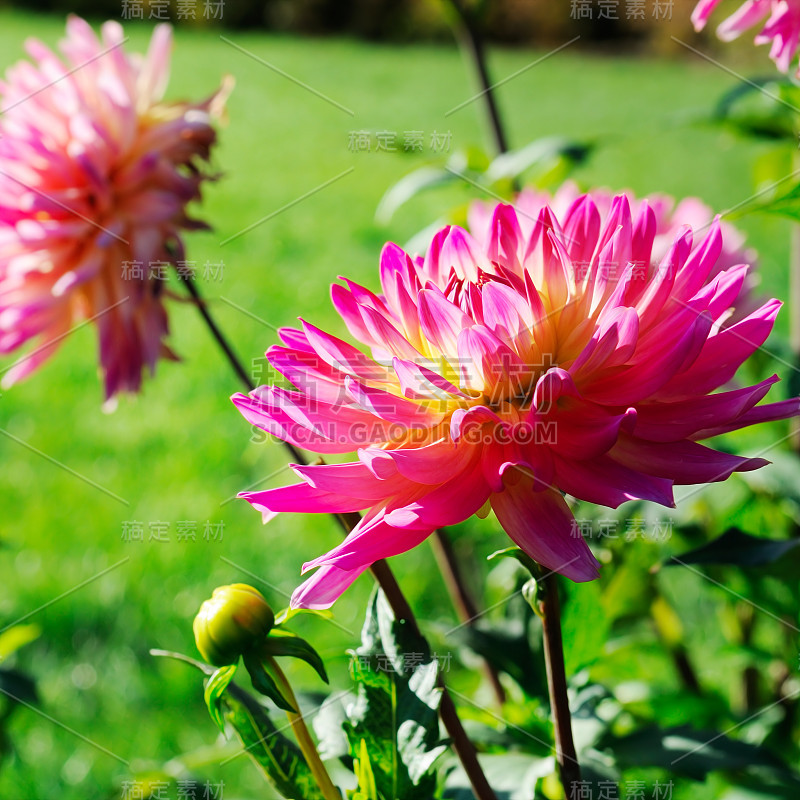 花园里五颜六色的大丽花。花期花圃。