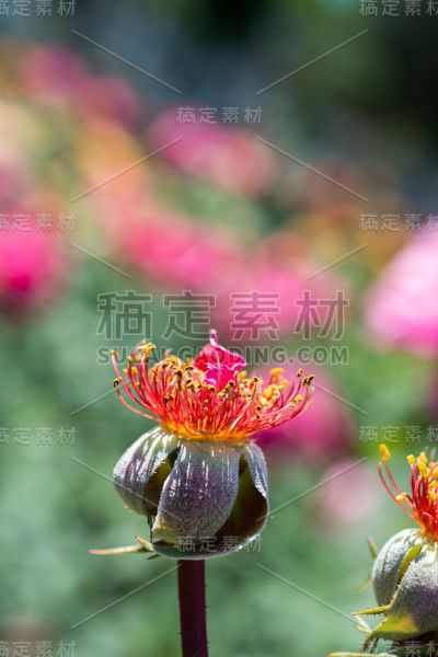 花园里没有花瓣的玫瑰