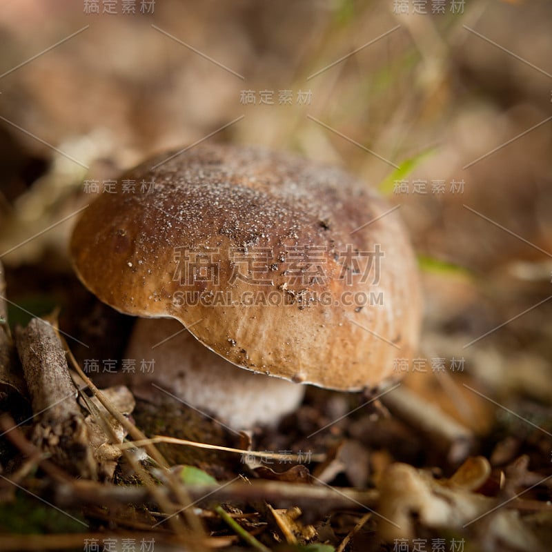 porcini