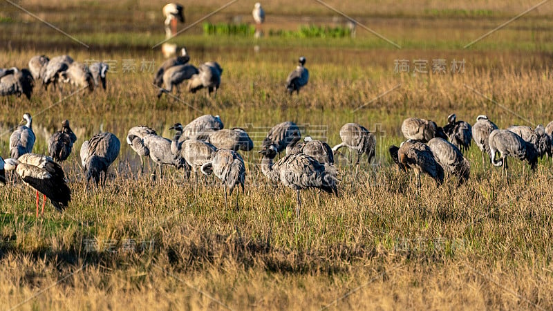 一群鹤(grus grus)在黎明在自然公园的沼泽Ampurdán。