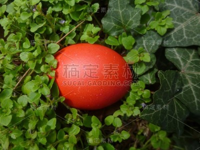 红蛋绿草
