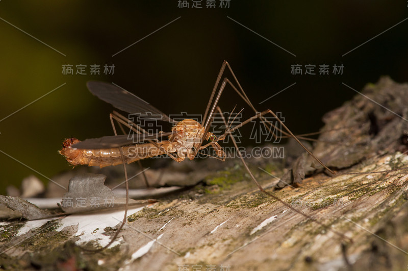 一只大蚊子在树上休息