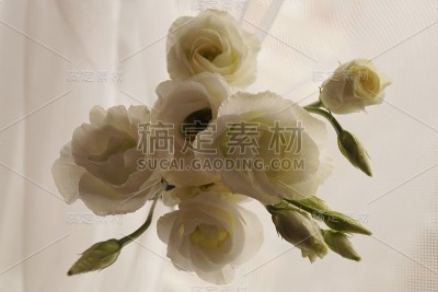 美丽的花束白色桔梗花(桔梗花)