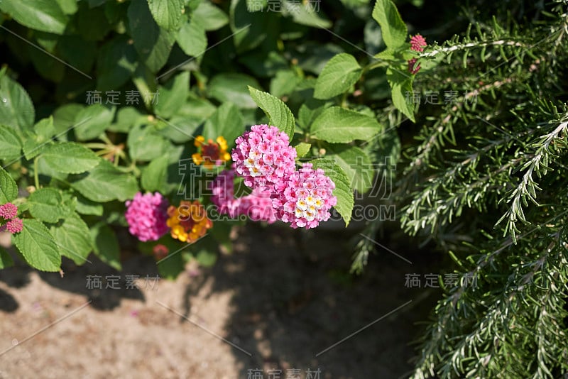 卡马拉Lantana