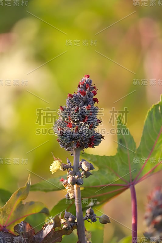 蓖麻(Ricinus communis)，蓖麻或蓖麻油植物，是大戟科大戟科多年生开花植物。它是蓖麻属