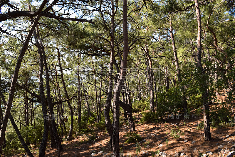 植物的土耳其。克姆地区自然。Calis Tepe(山)小径。小亚细亚特有的松林