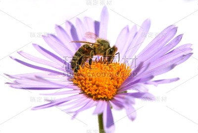 蜜蜂或蜜蜂在花上，孤立