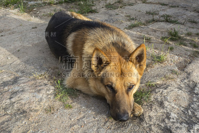 德国牧羊犬放松休息