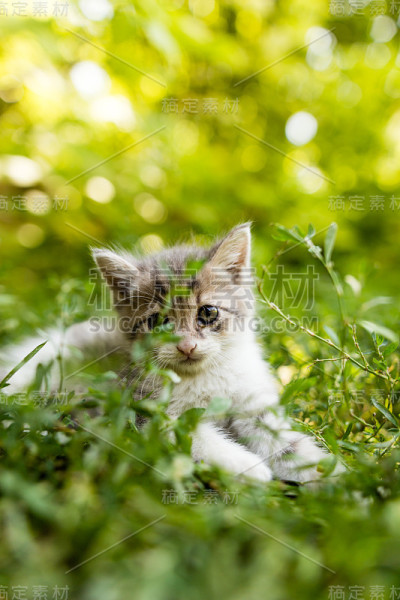 小猫在公园的绿草里