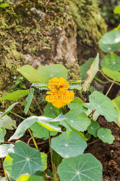 黄色的花