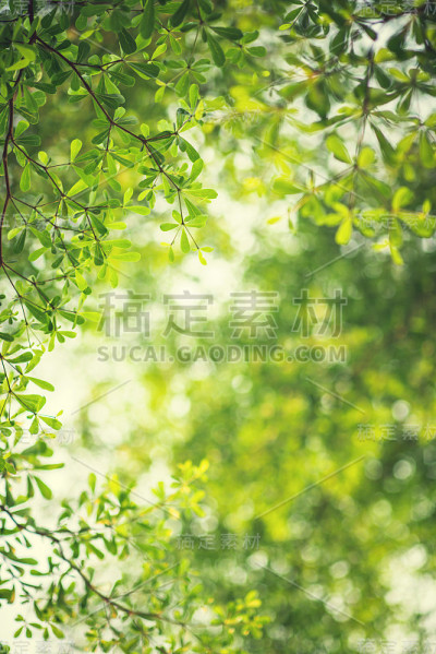 春天的背景，新鲜的绿叶在模糊的背景。