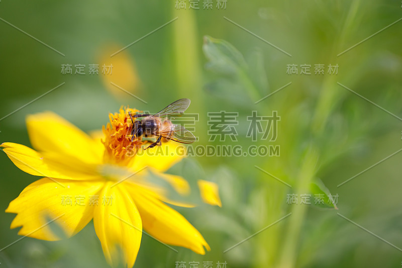 宇宙花的特写自然视图