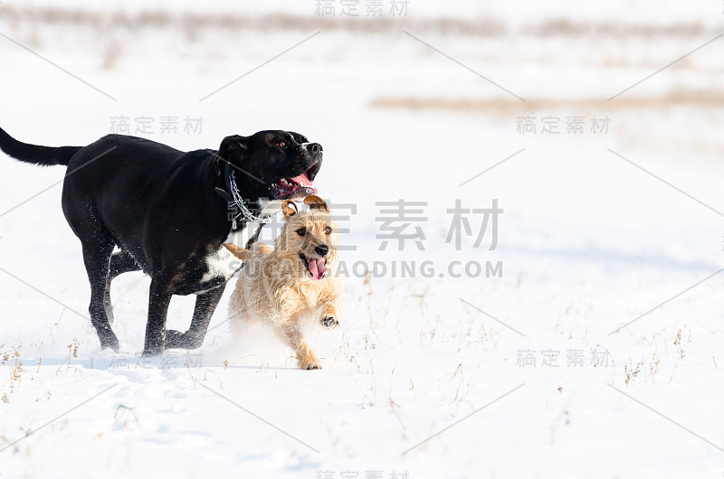 秋天，一只活泼的小狗杰克罗素梗和另一只大黑狗在草地上奔跑。