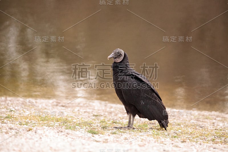 黑秃鹫