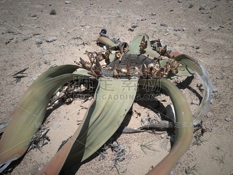 Welwitschia Mirabilis的特写