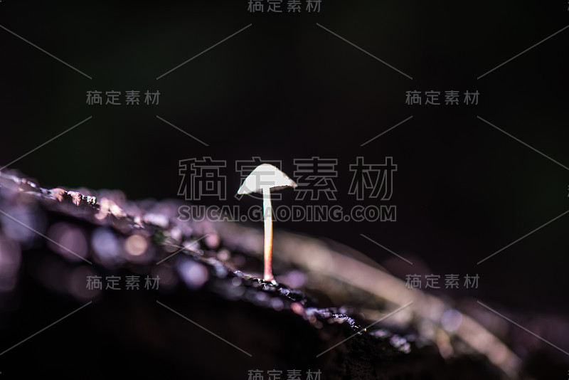 热带雨林中的蘑菇