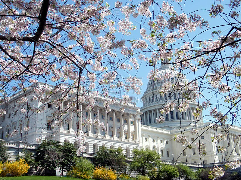 2010年华盛顿国会大厦前的樱花