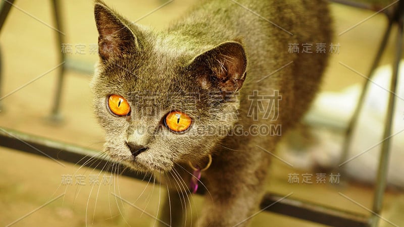 夏特尔猫的猫