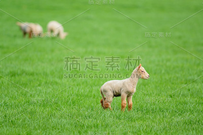 年轻的羊