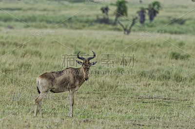 hartebeest (Alcelaphus buselaphus)，也被称为kongoni，是一种