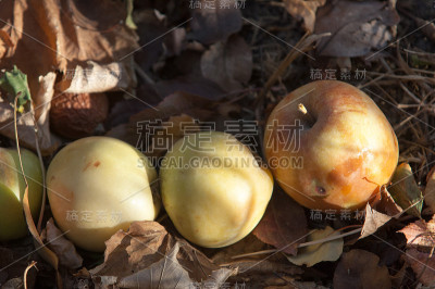野葡萄