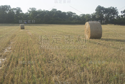 收获