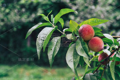 美丽的桃子在一个农场的树上。关闭了。