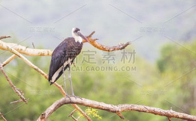 毛颈鹳