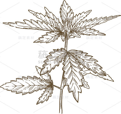版画插图大麻叶
