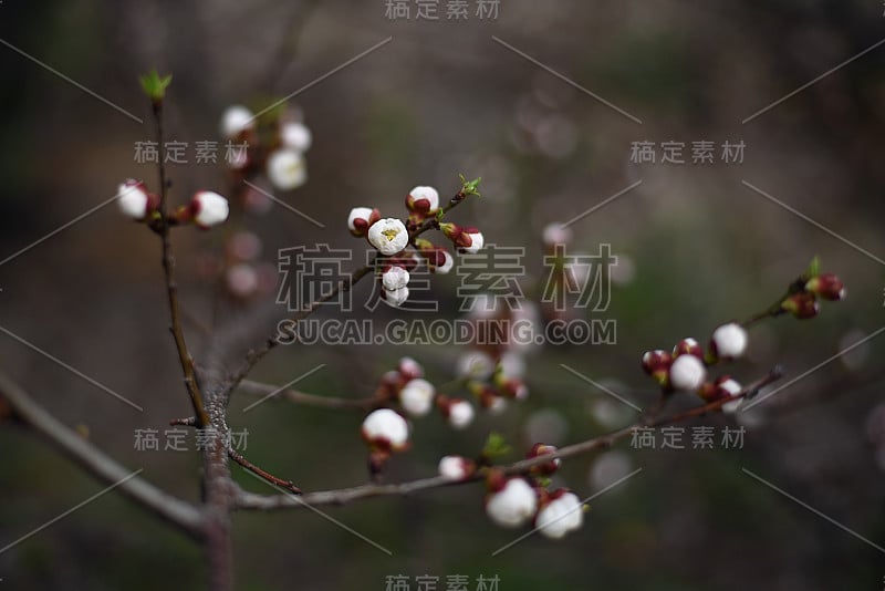 杏花芽在树枝上。有树芽的树枝