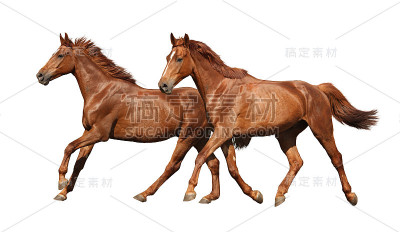 两匹美丽的马在白色上奔跑