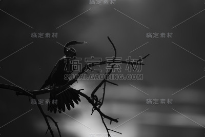 印度镖轮廓