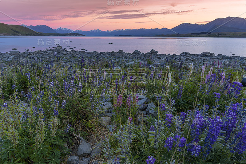 在特卡波湖的russel Lupines