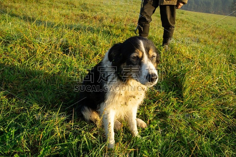 日出时分，可爱的小牧羊犬在草地上。