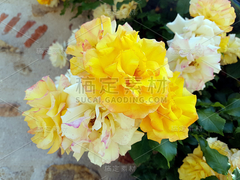 蔷薇，月光，花，花，花