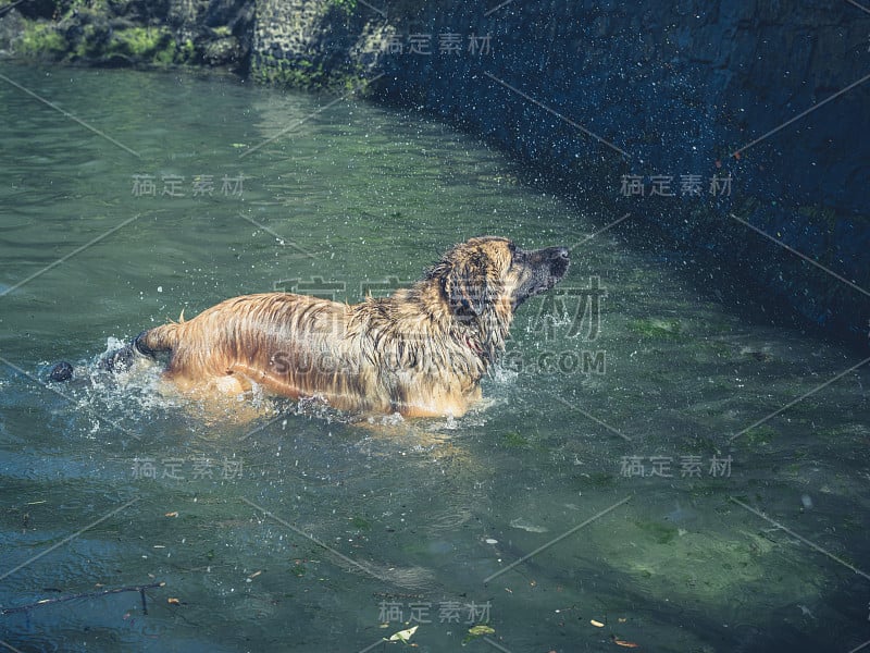 莱昂伯格大狗在河里游泳