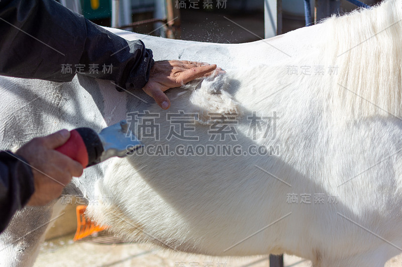 一名男子正在用专业剪刀剪一匹白马。春季的农场活动是为了马的健康护理