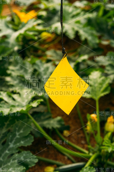 激素黄蓝贴纸在温室病虫害防治中的应用。捕捉飞虫，如蚜虫、蓟马、白蝇等。