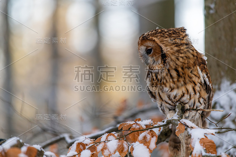 小猫头鹰(斯特里克斯·阿卢科饰)坐在森林的一根树枝上四处张望