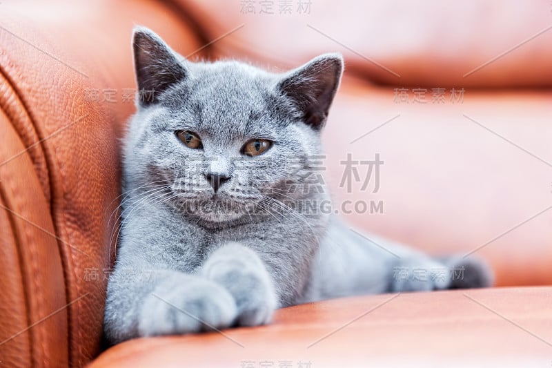 可爱的小猫咪躺在皮沙发上。英国短毛小猫，毛蓝灰色