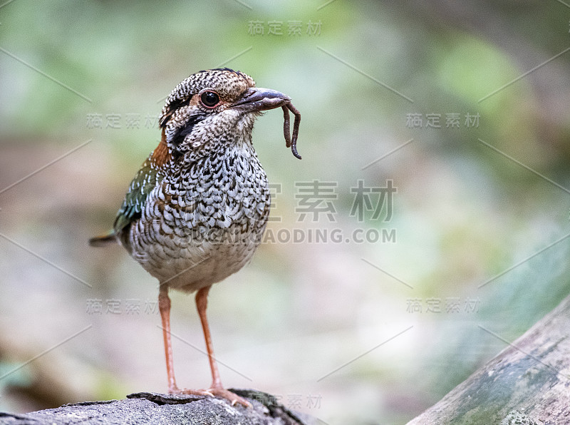 有鳞滚石机