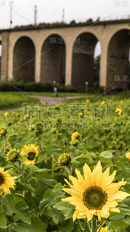 比勒菲尔德红玫瑰夏天会带来向日葵