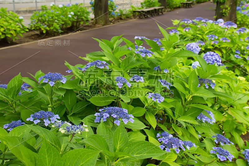 街角的绣球花