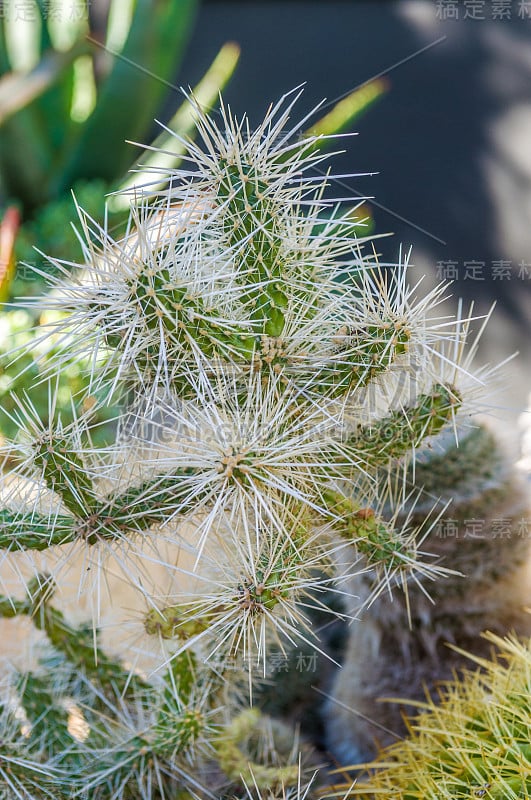 仙人掌的特写照片